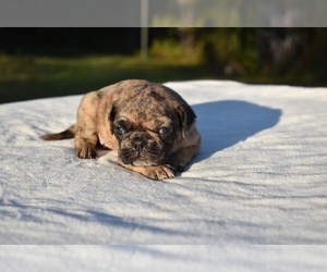 Pug Puppy for sale in PALM COAST, FL, USA