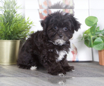Image preview for Ad Listing. Nickname: Toto