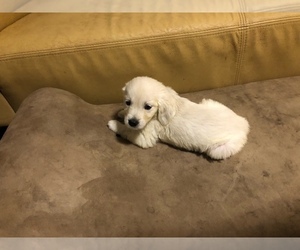 English Cream Golden Retriever Puppy for sale in RALEIGH, NC, USA