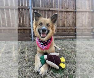 Collie-German Shepherd Dog Mix Dogs for adoption in Plano, TX, USA