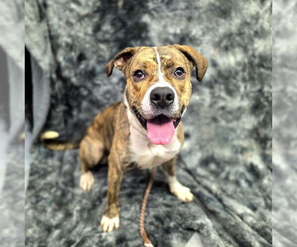 Medium Photo #2 American Pit Bull Terrier Puppy For Sale in Long Beach, CA, USA