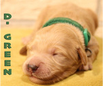 Image preview for Ad Listing. Nickname: Litter of 11