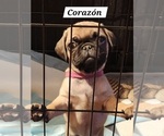 Puppy Corazon Pug