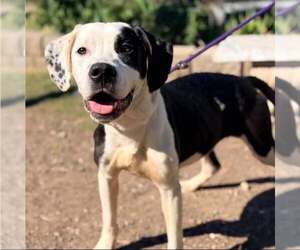 Mutt Dogs for adoption in Martinsburg, WV, USA