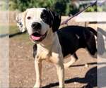 Poe - Male Mutt Dog for Adoption - Small photo