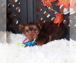 Small #2 Yorkshire Terrier
