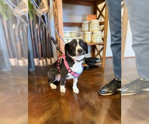 Mutt Dogs for adoption in Westwood, NJ, USA