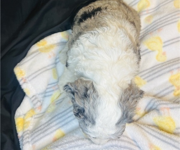 Medium Photo #16 Sheepadoodle Puppy For Sale in HUNTINGTON BEACH, CA, USA
