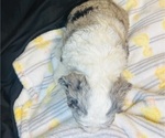 Small #15 Sheepadoodle