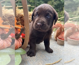 Labrador Retriever Puppy for Sale in NEOLA, West Virginia USA