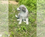 Small Photo #5 Aussiedoodle Puppy For Sale in VANCEBURG, KY, USA