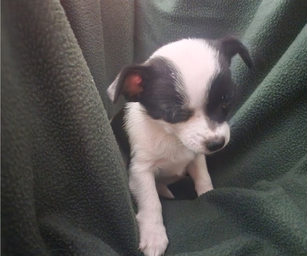 Medium Photo #5 Chihuahua-Chiranian Mix Puppy For Sale in CHARLOTTE, MI, USA