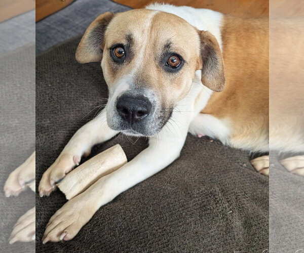 Medium Photo #2 Labrador Retriever-Unknown Mix Puppy For Sale in Brooklyn Center, MN, USA