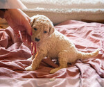 Small Photo #4 Goldendoodle Puppy For Sale in ASHEVILLE, NC, USA