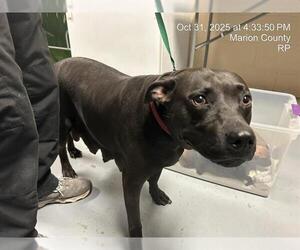 American Pit Bull Terrier-Unknown Mix Dogs for adoption in Ocala, FL, USA