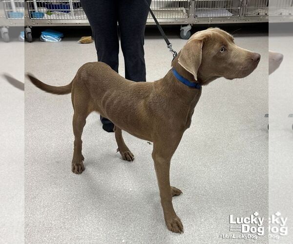 Medium Photo #3 Retriever -Weimaraner Mix Puppy For Sale in Washington, DC, USA