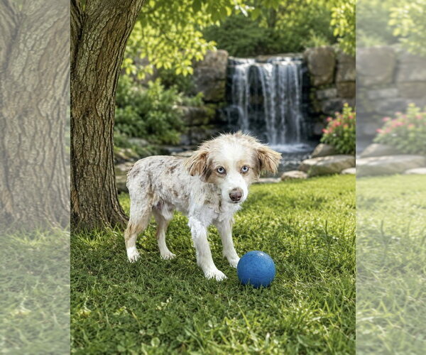 Medium Photo #1 Cavalier King Charles Spaniel Puppy For Sale in Bon Carbo, CO, USA