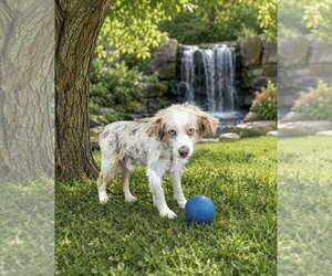 Cavalier King Charles Spaniel Dogs for adoption in Bon Carbo, CO, USA