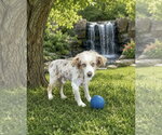 Small Cavalier King Charles Spaniel