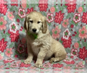 Golden Retriever Puppy for sale in LANCASTER, PA, USA