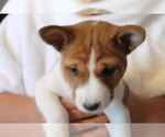 Puppy 8 Basenji