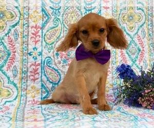 Golden Retriever Puppy for sale in LANCASTER, PA, USA