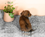 Small #3 Dachshund