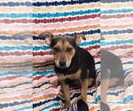 Small #8 Labrador Retriever Mix