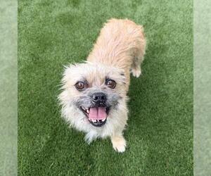 Brussels Griffon-Norwich Terrier Mix Dogs for adoption in San Diego, CA, USA