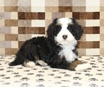 Small #1 Bernedoodle (Miniature)