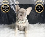 Small #5 French Bulldog