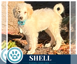 Shell (Seashore Squad) 101726 - Female Mutt Dog for Adoption - Photo #2