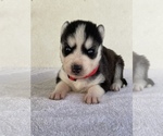 Small Photo #4 Siberian Husky Puppy For Sale in FRESNO, CA, USA