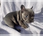 Puppy 5 French Bulldog