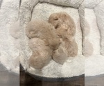 Small Pomeranian