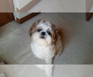 Father of the Shih Tzu puppies born on 07/09/2026