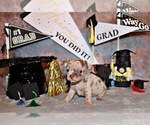 Small Photo #75 Chihuahua Puppy For Sale in CHARLESTON, AR, USA