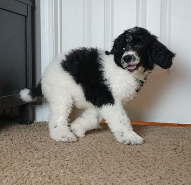 Medium Photo #4 Poodle (Standard) Puppy For Sale in COVINGTON, GA, USA