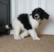 Small Photo #4 Poodle (Standard) Puppy For Sale in COVINGTON, GA, USA