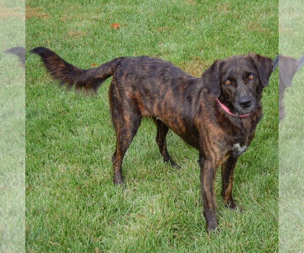 Medium Photo #2 Borador Puppy For Sale in Huntley, IL, USA