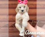 Small Photo #2 Goldendoodle (Miniature) Puppy For Sale in PLEASANT HOPE, MO, USA