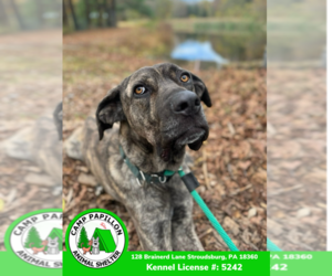 Rocky - Male Mutt Dog for Adoption - Photo #2