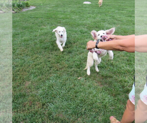 Medium Photo #64 English Cream Golden Retriever Puppy For Sale in NORTHWOOD, OH, USA