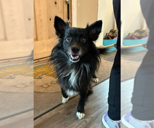 Snoopy *Adopt or Foster* - Male Border Collie-Unknown Mix Dog for Adoption - Photo #3
