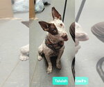 Small #6 Mutt