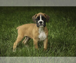 Small #1 Boxer
