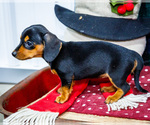 Small #3 Dachshund