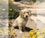 Small Photo #1 Golden Retriever Puppy For Sale in HURRICANE, UT, USA