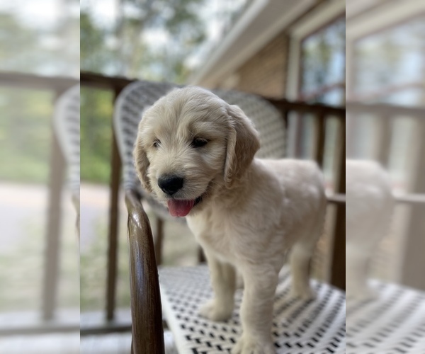 Medium Photo #1 Goldendoodle Puppy For Sale in YOUNGSVILLE, NC, USA
