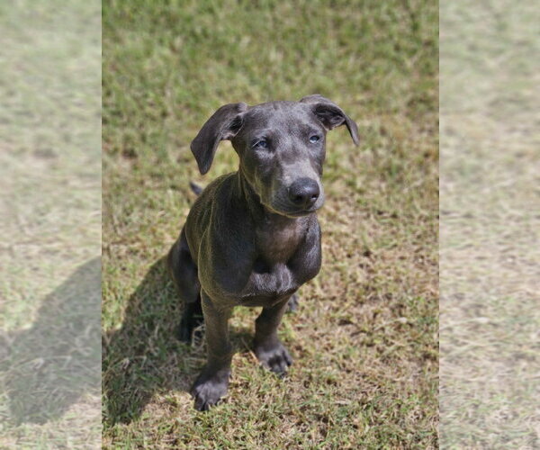 Medium Photo #2 Labrador Retriever-Unknown Mix Puppy For Sale in Fort Worth, TX, USA